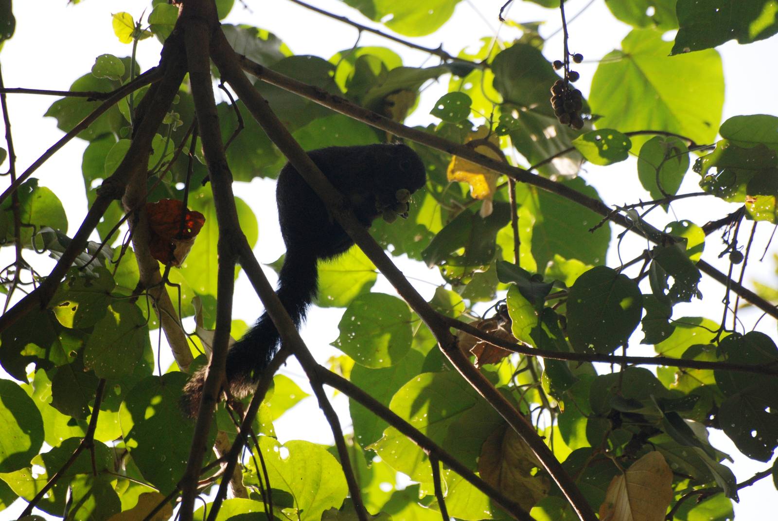 Gambian Sun Squirrel at Bishangari Lodge, 14/10/14