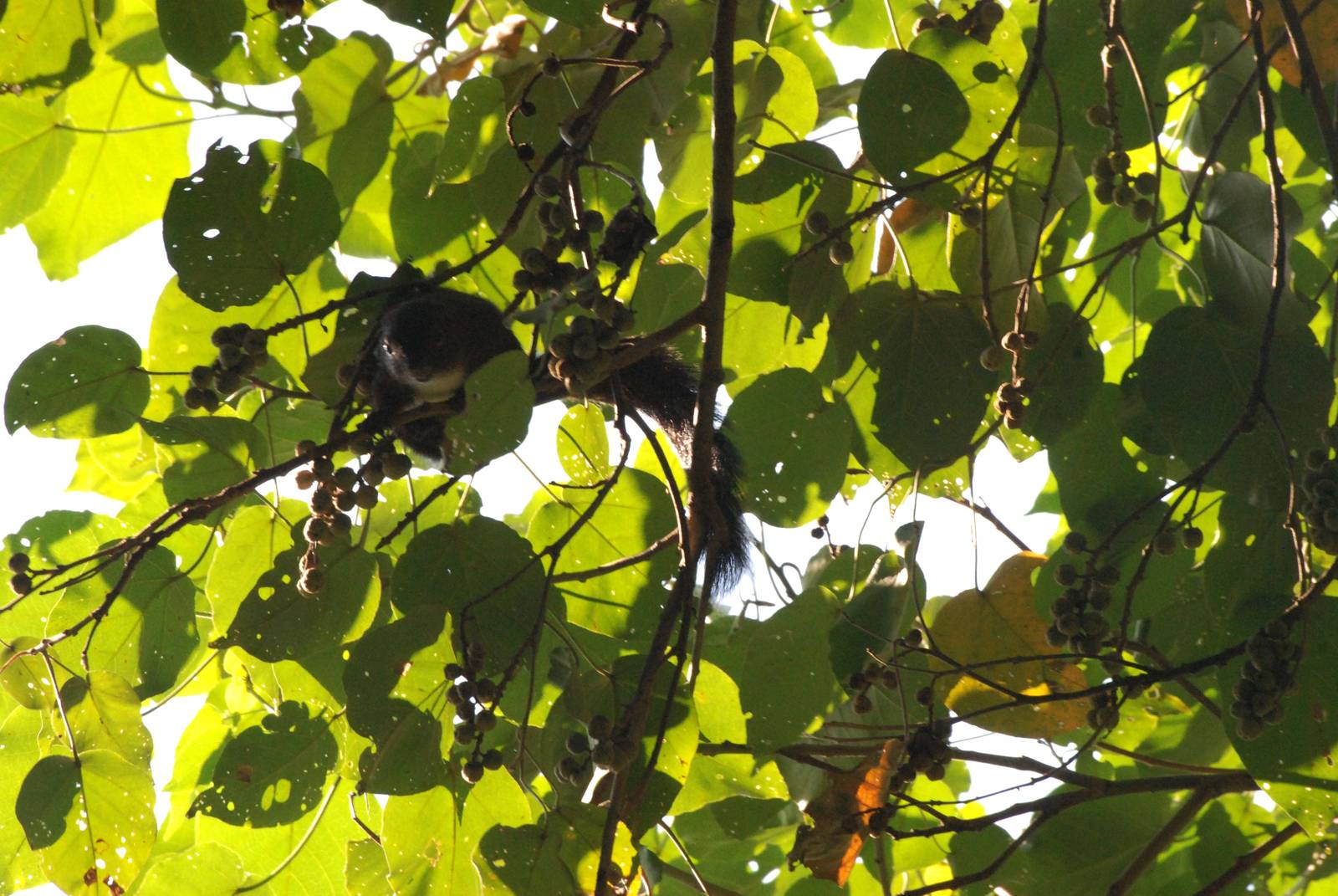 Gambian Sun Squirrel at Bishangari Lodge, 14/10/14