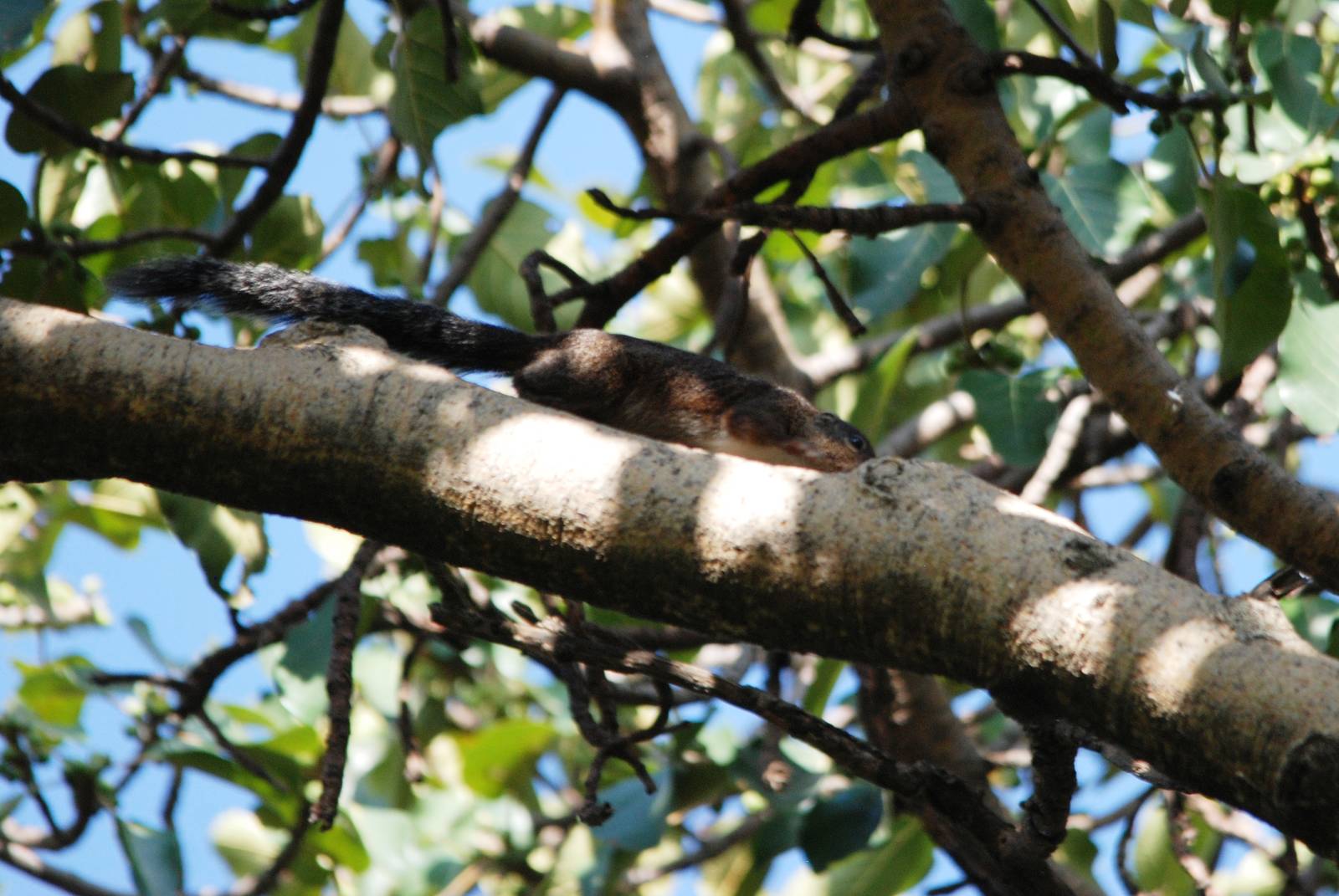 Gambian Sun Squirrel at Hawassa, 16/10/14