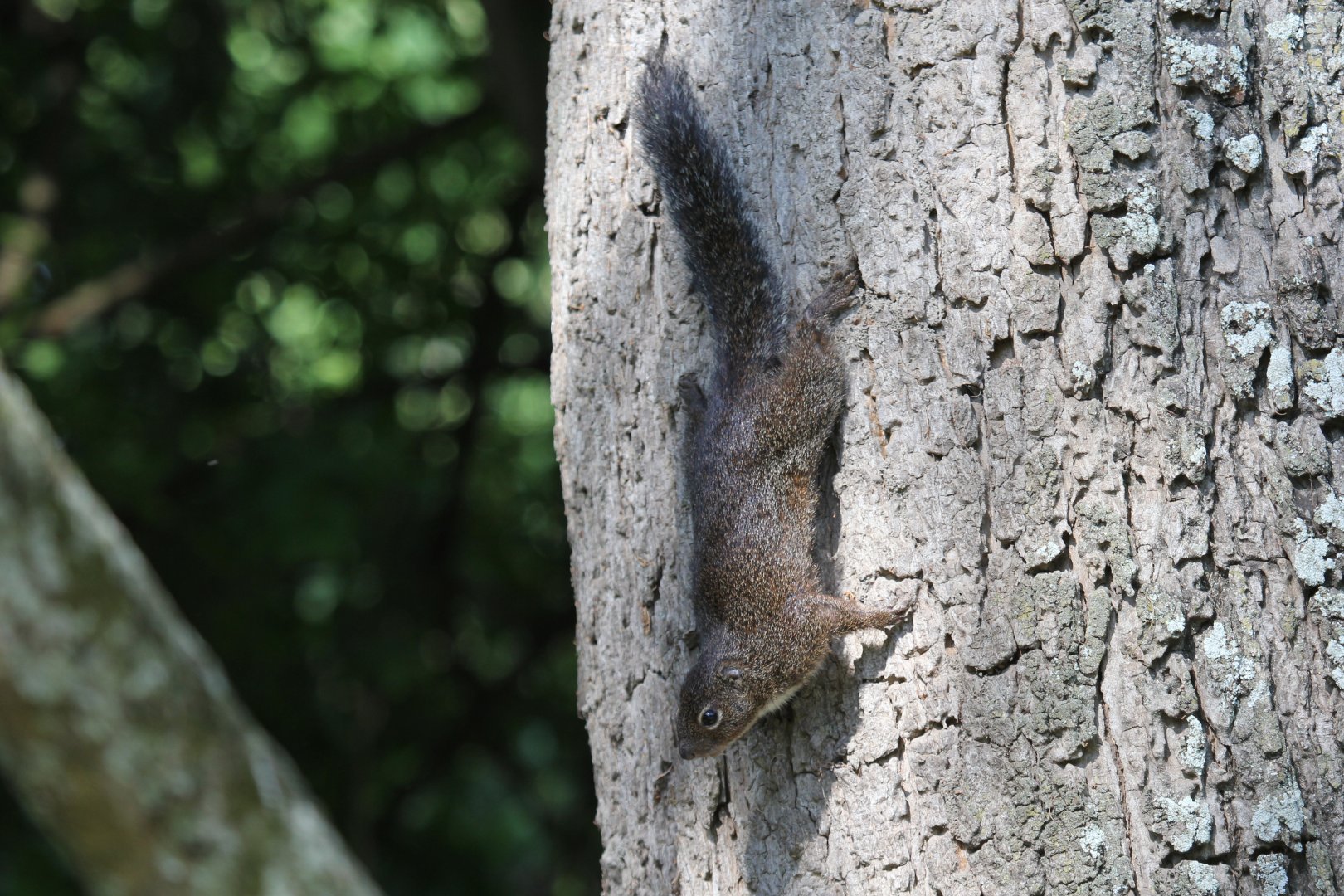 Gambian sun squirrel (Heliosciurus gambianus)