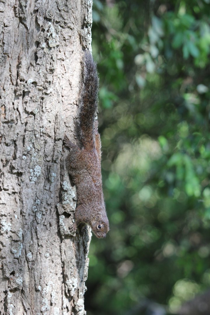 Gambian sun squirrel (Heliosciurus gambianus)