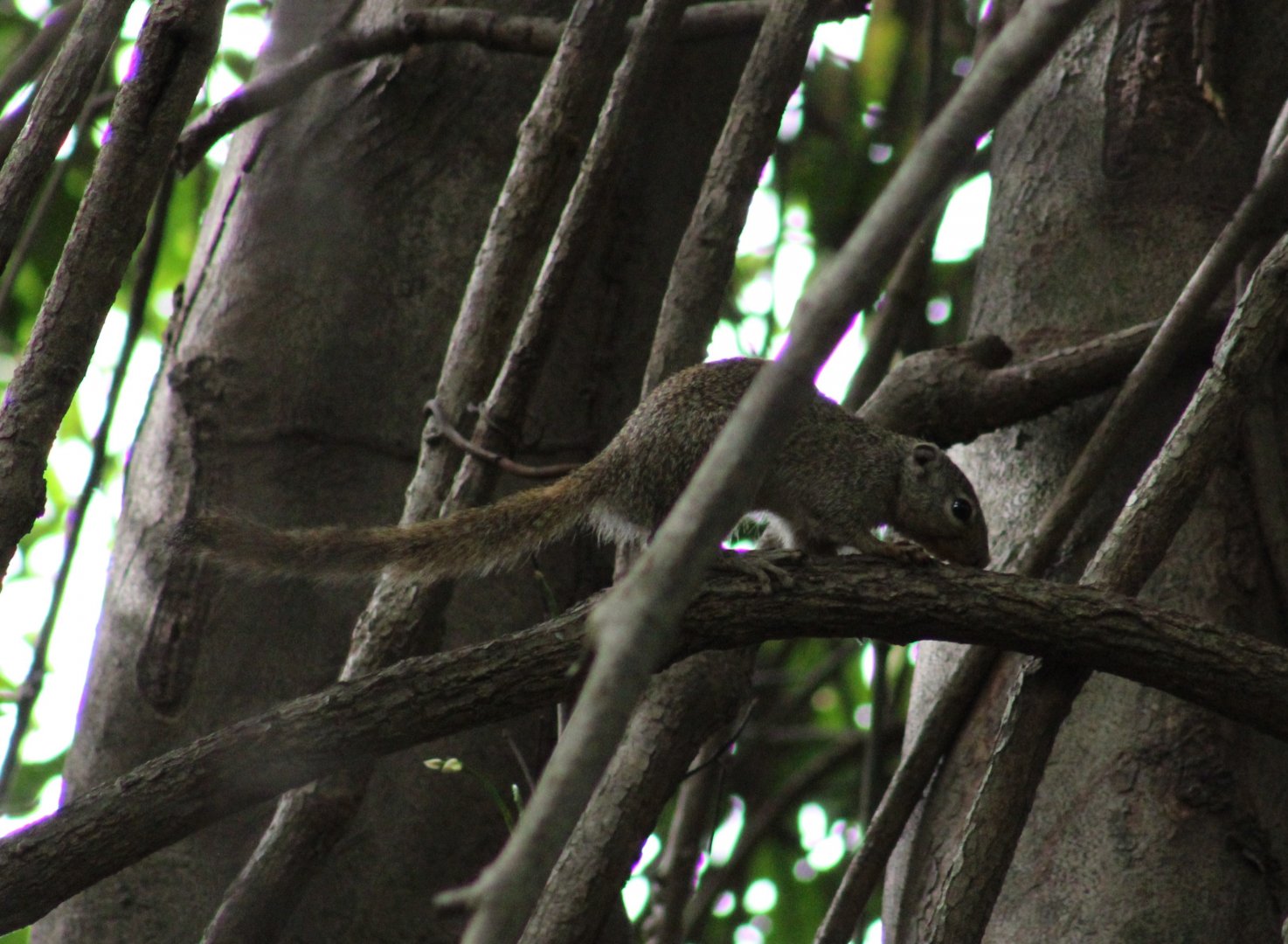Gambian sun squirrel - Heliosciurus gambianus