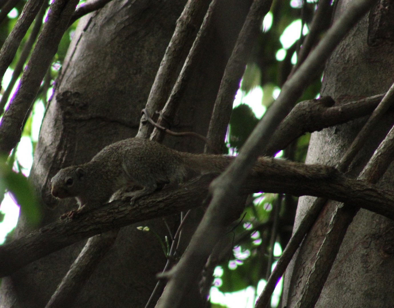 Gambian sun squirrel - Heliosciurus gambianus