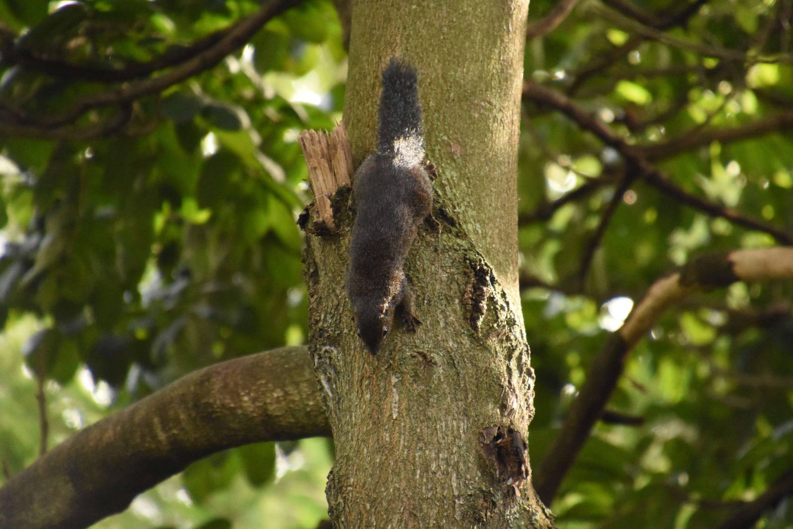 Gambian sun squirrel