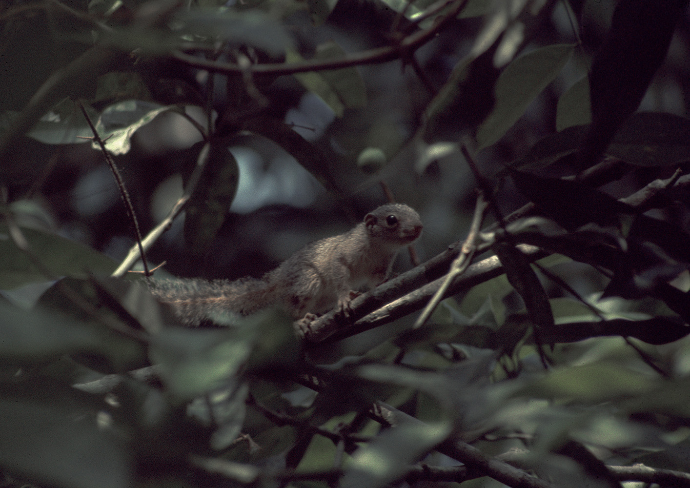 Gambian sun squirrel