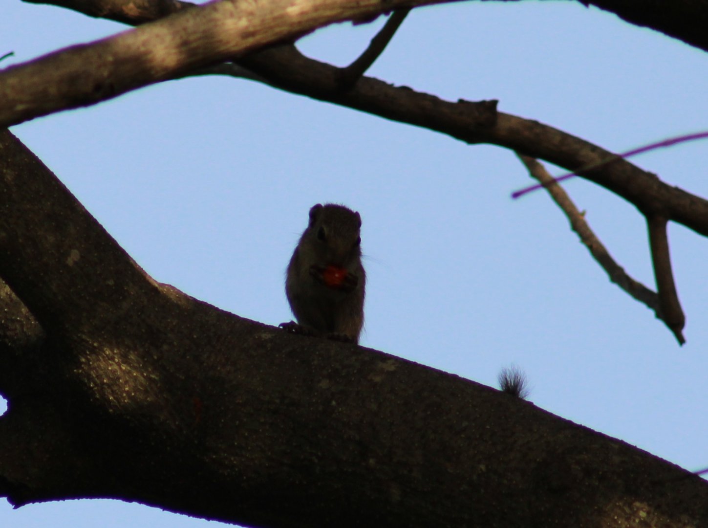 Gambian sun-squirrel