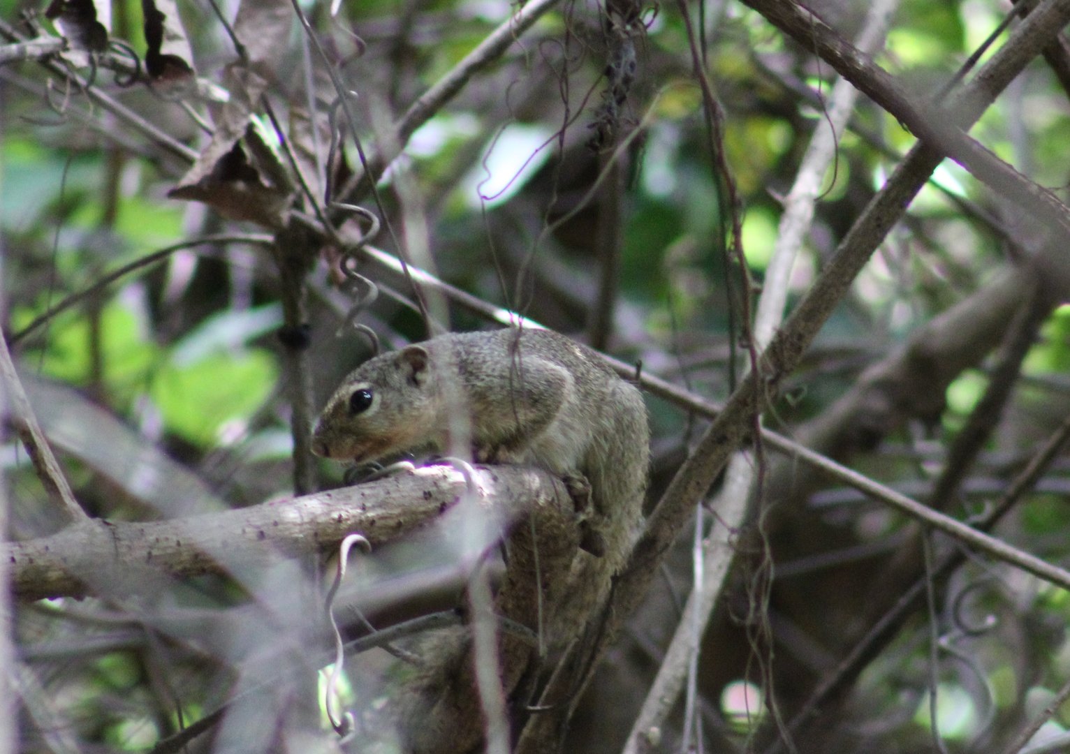 Gambian sun-squirrel