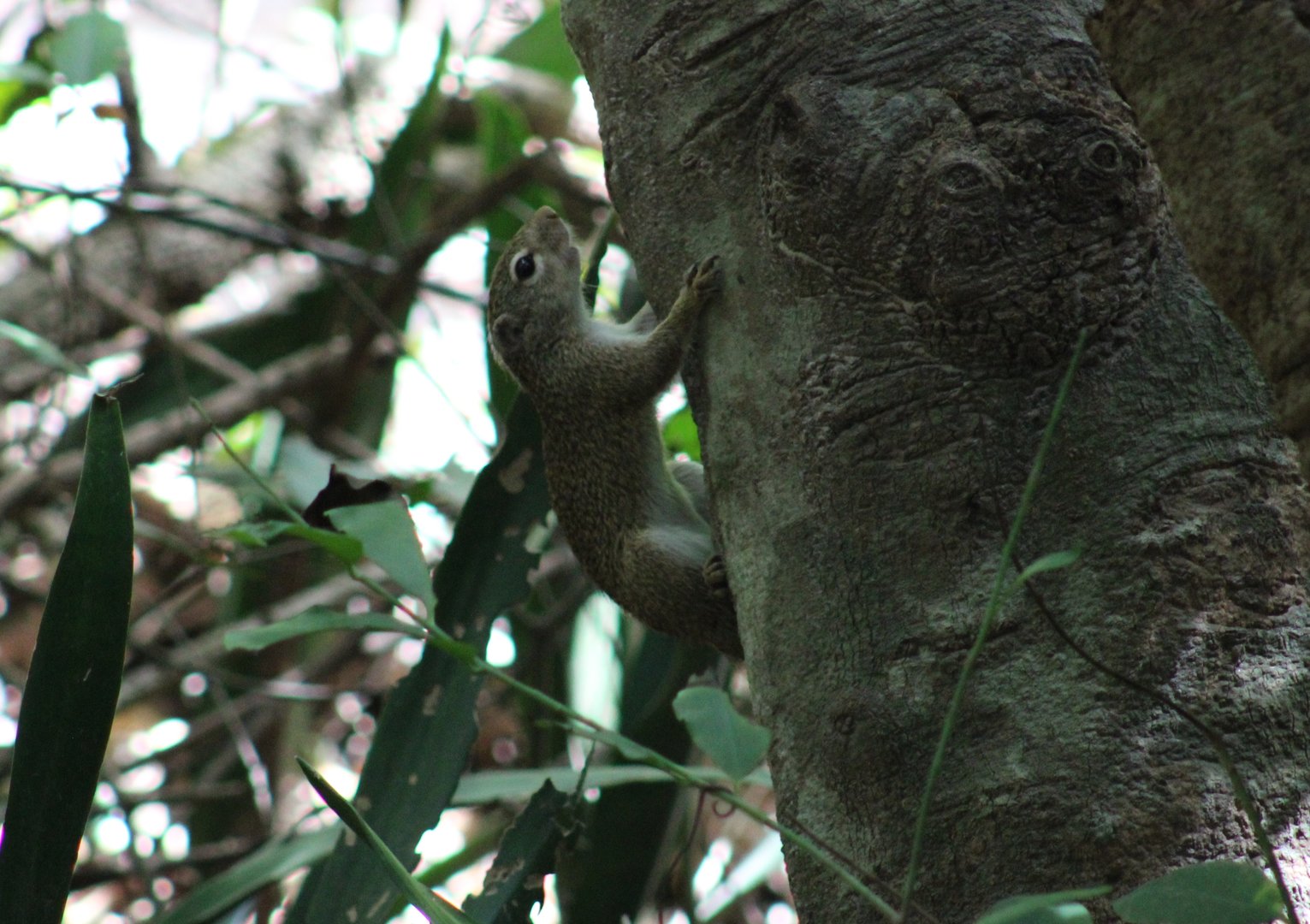Gambian sun-squirrel