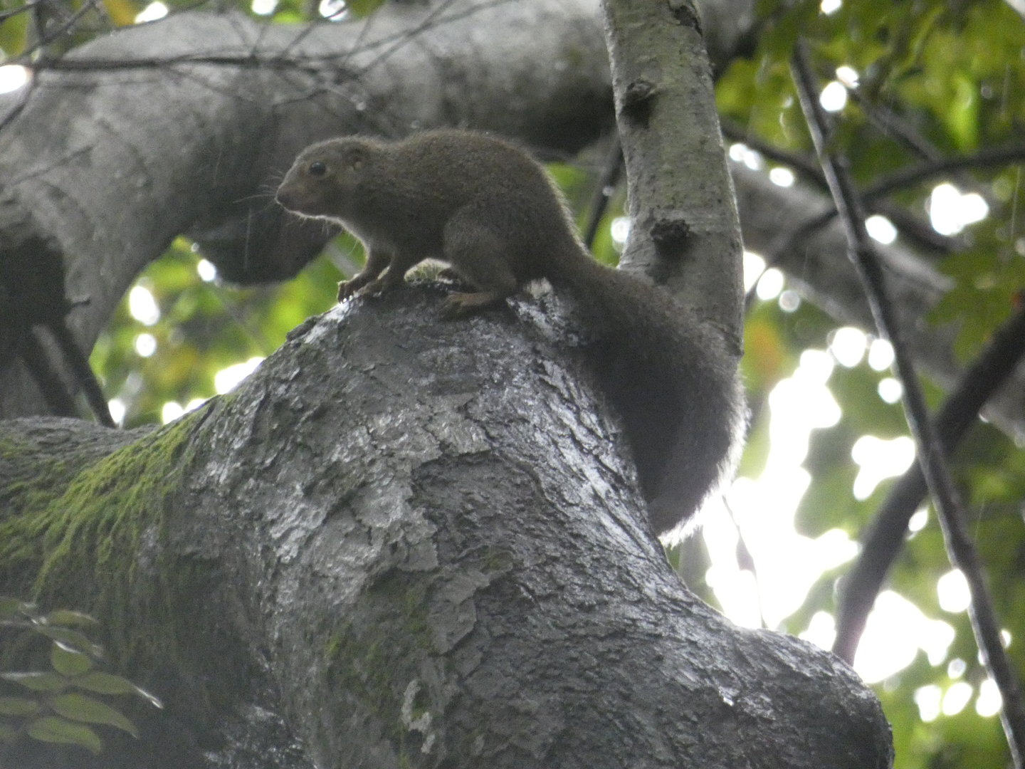 Gambian sun squirrel