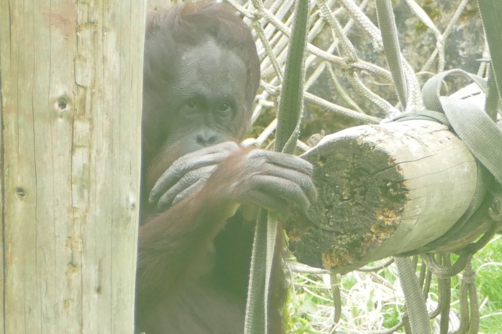 Gambira, Bornean orangutan, May 2019