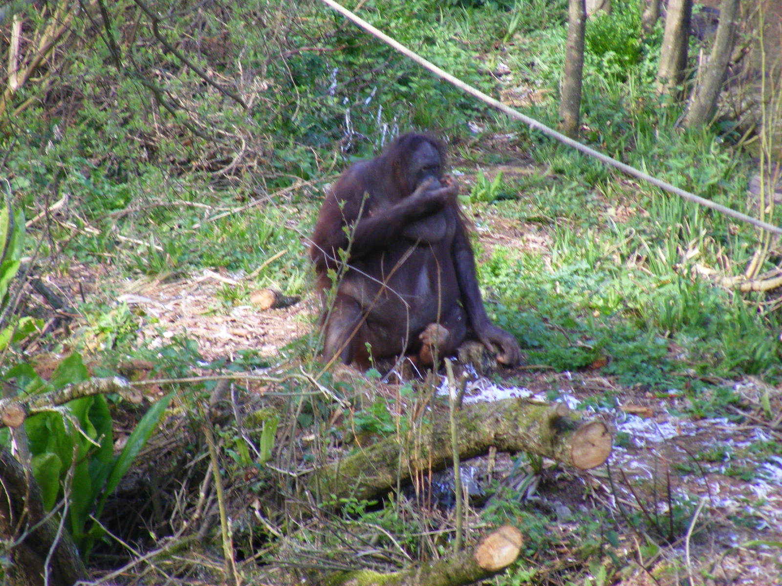 Gambira the Orangutan at Paignton Zoo, 13 April 2009
