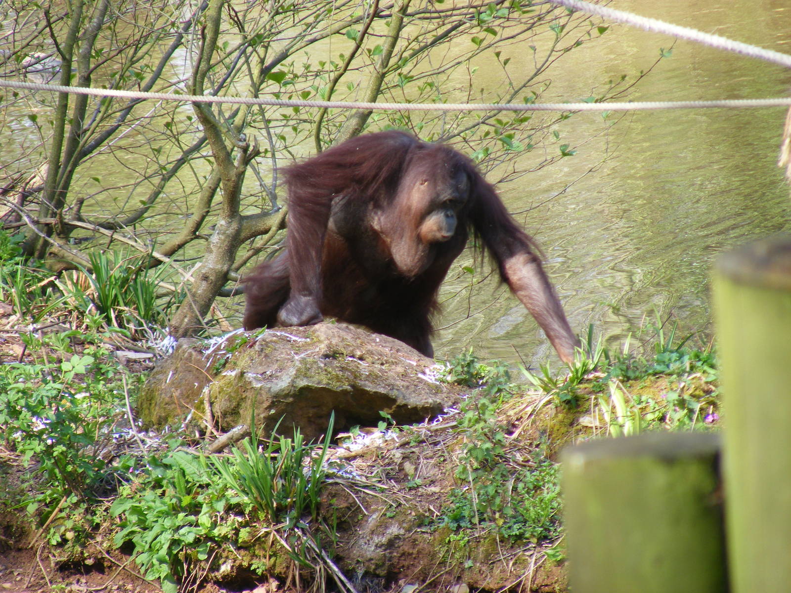 Gambira the Orangutan at Paignton Zoo, 13 April 2009