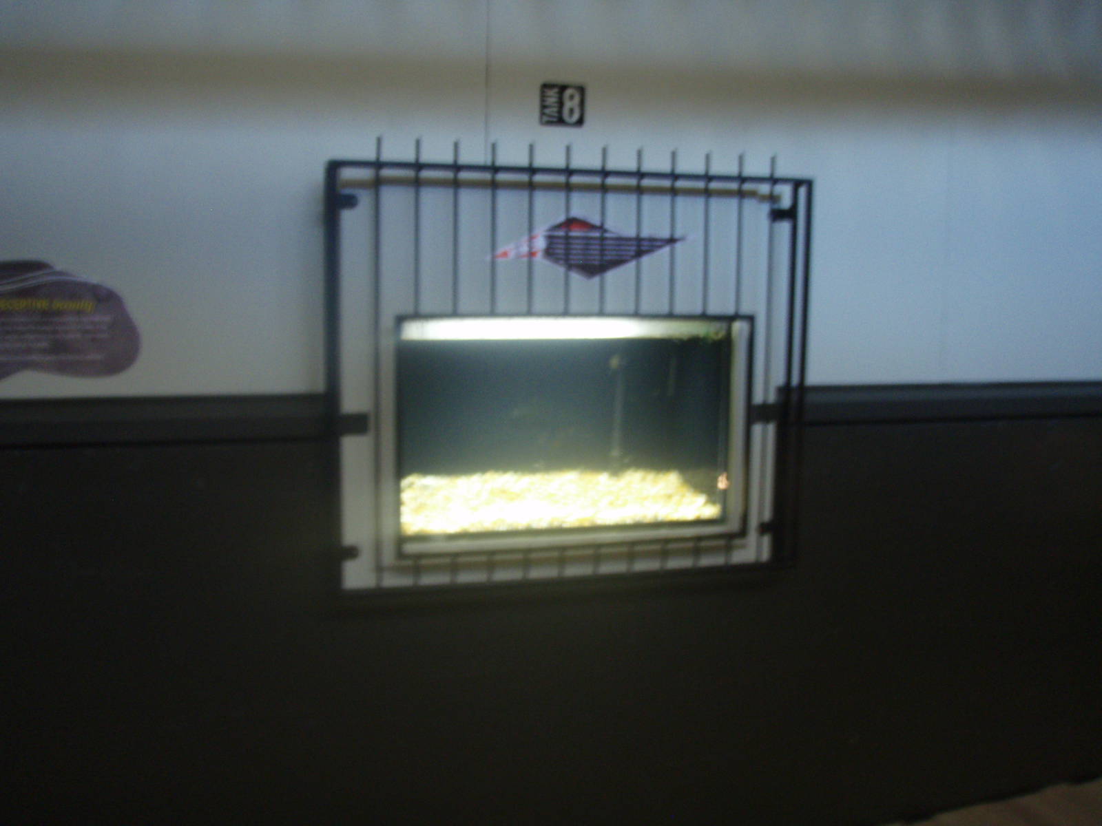 Gambusia Tank - Tongariro National Trout Centre