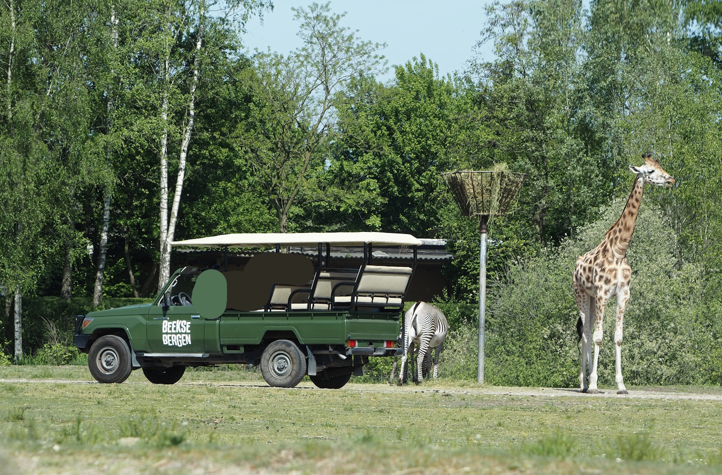 Game drive vehicle, Grévy's zebra and Rotschild's giraffe, 2025-04-30