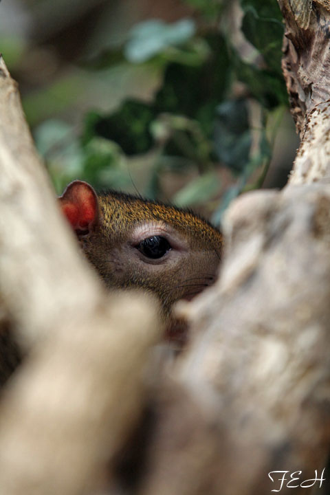 game - name the head