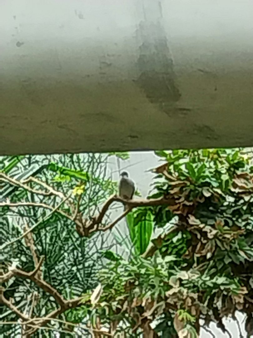 Gamgaos house - African river landscape exhibit - Cape turtle dove (Streptopelia capicola)