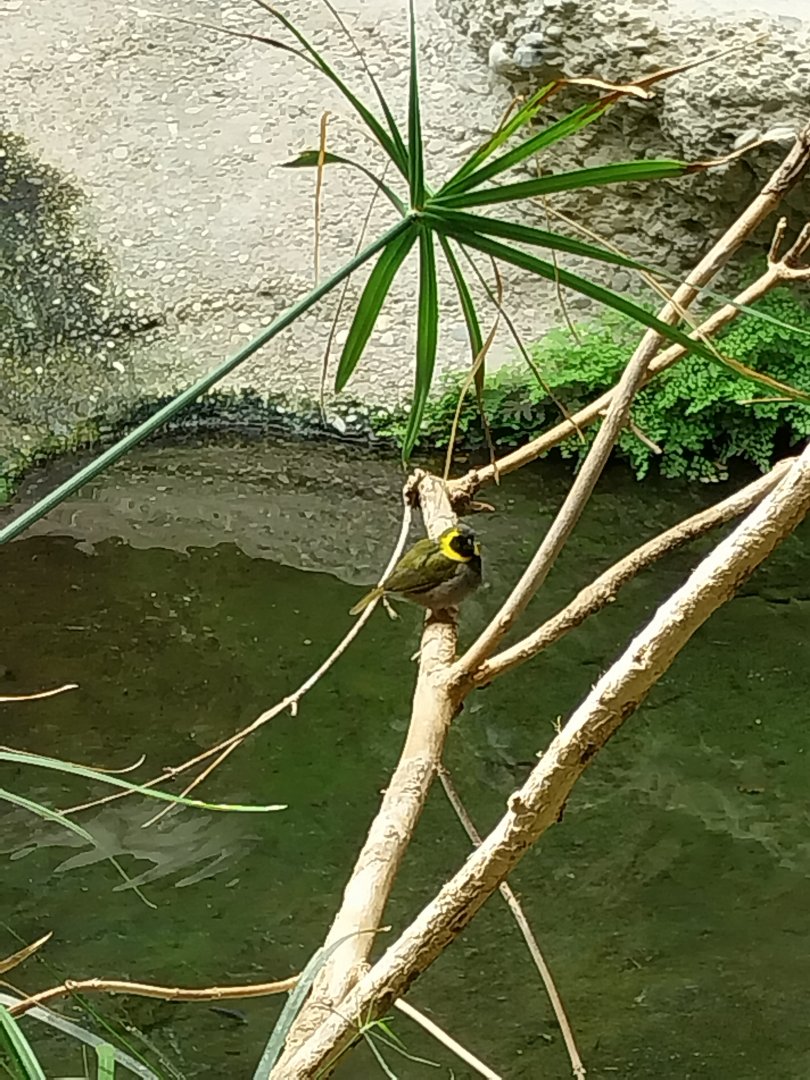 Gamgaos house - African river landscape exhibit - Cuban grassquit (Phonipara canora)