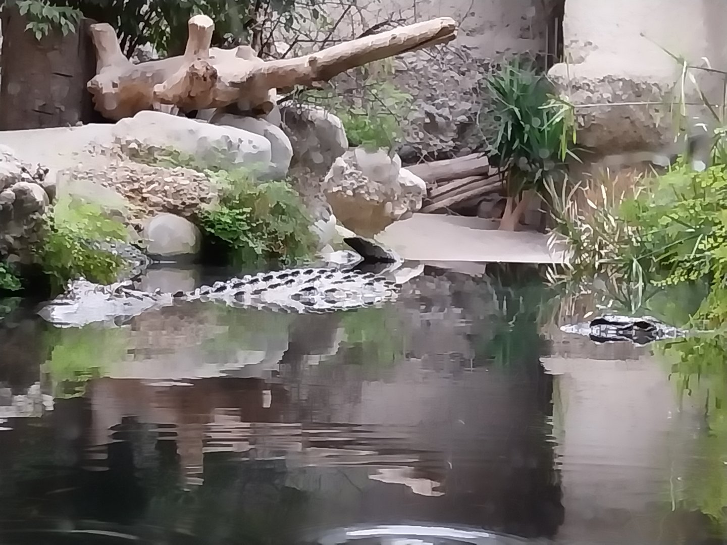 Gamgaos house - African river landscape exhibit - Nile crocodile (Crocodylus niloticus)