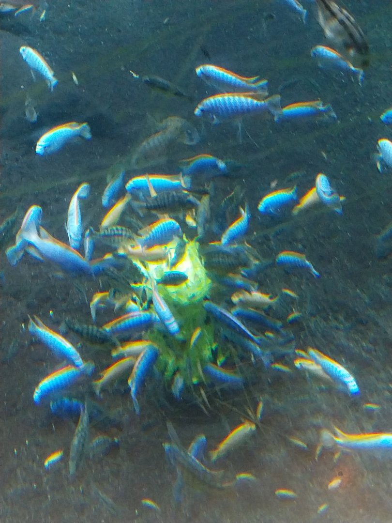 Gamgoas house - African river landscape exhibit - African ciclids