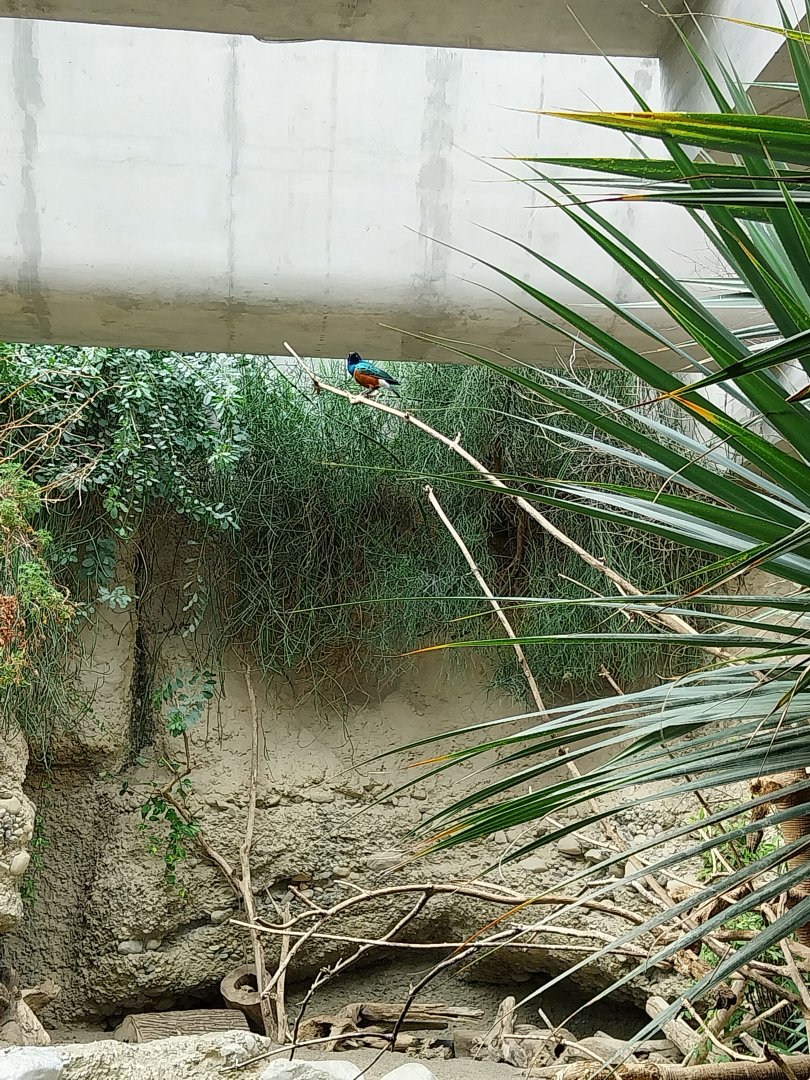 Gamgoas house - African river landscape exhibit - Superb starling (Lamprotornis superbus)