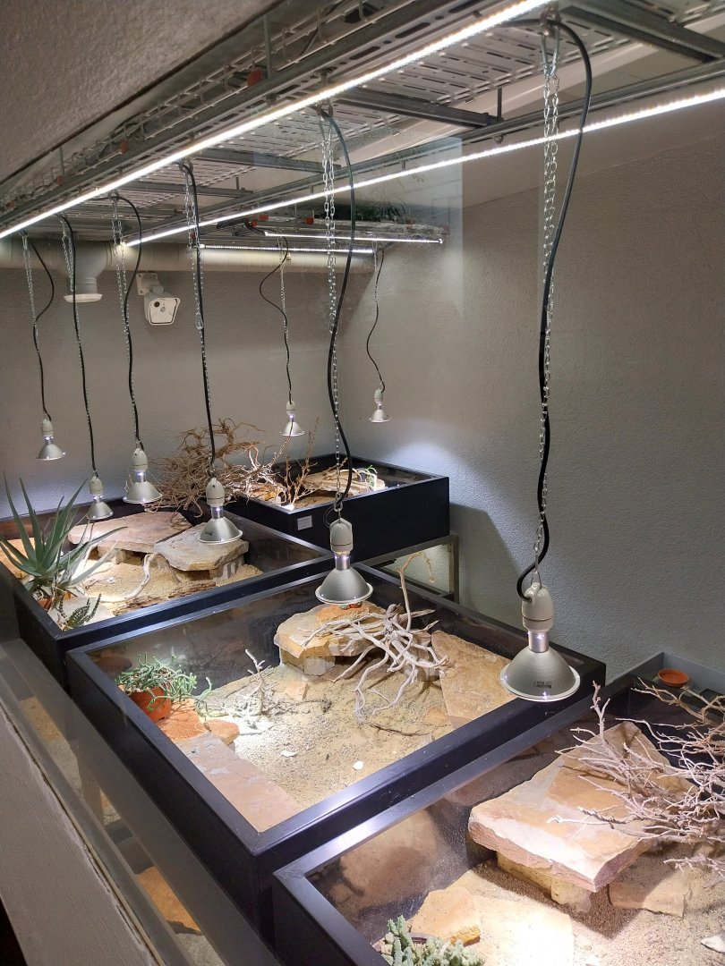 Gamgoas house - Karoo padloper breeding station