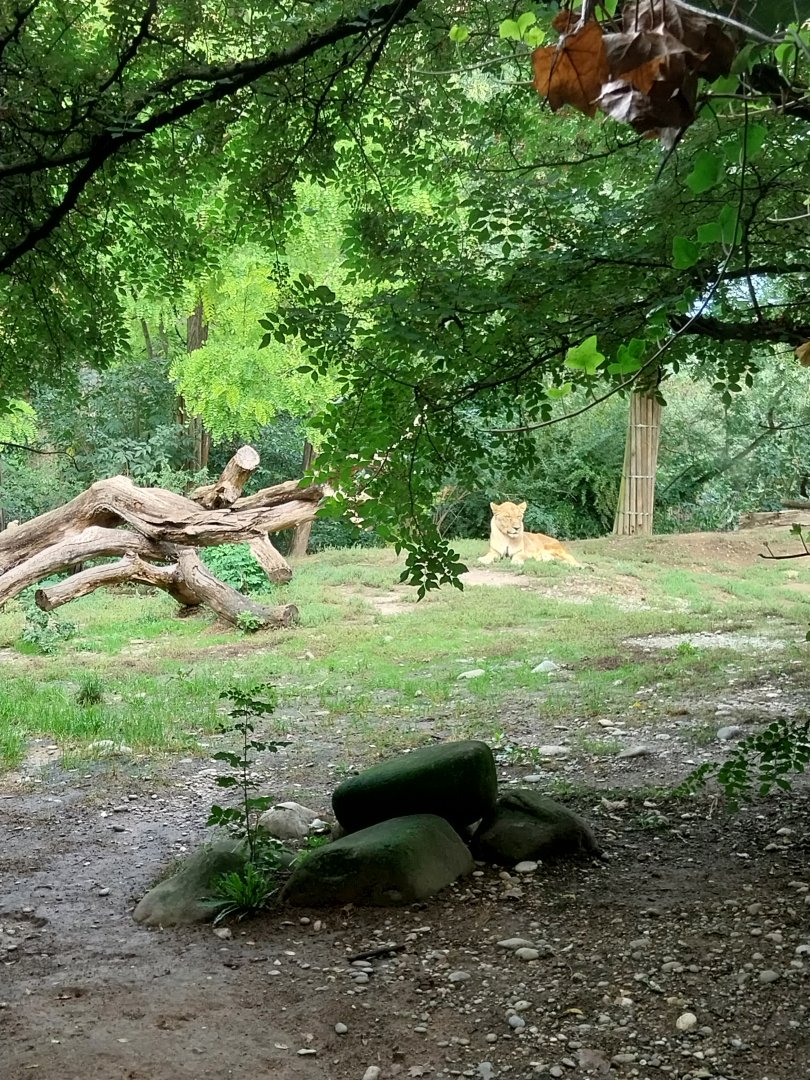 Gamgoas house - Lion enclosure