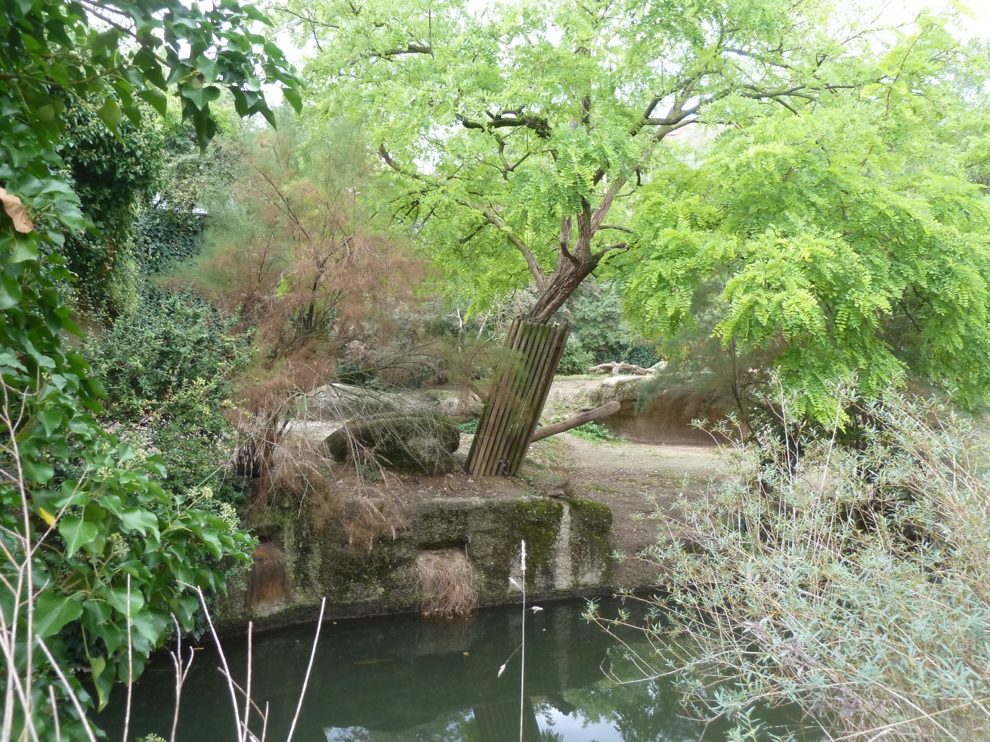 Gamgoas - Lion enclosure
