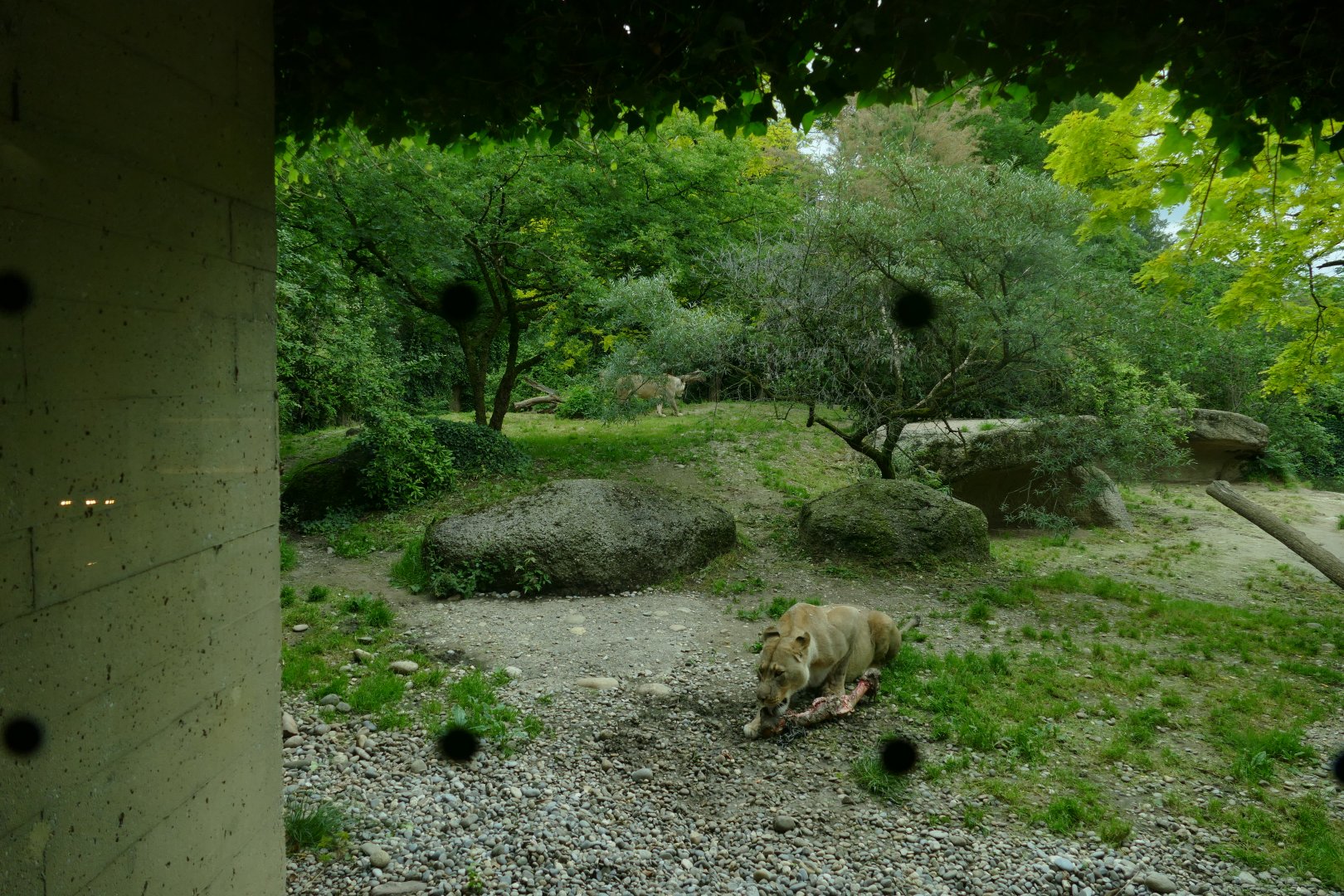 Gamgoas- Lion Enclosure
