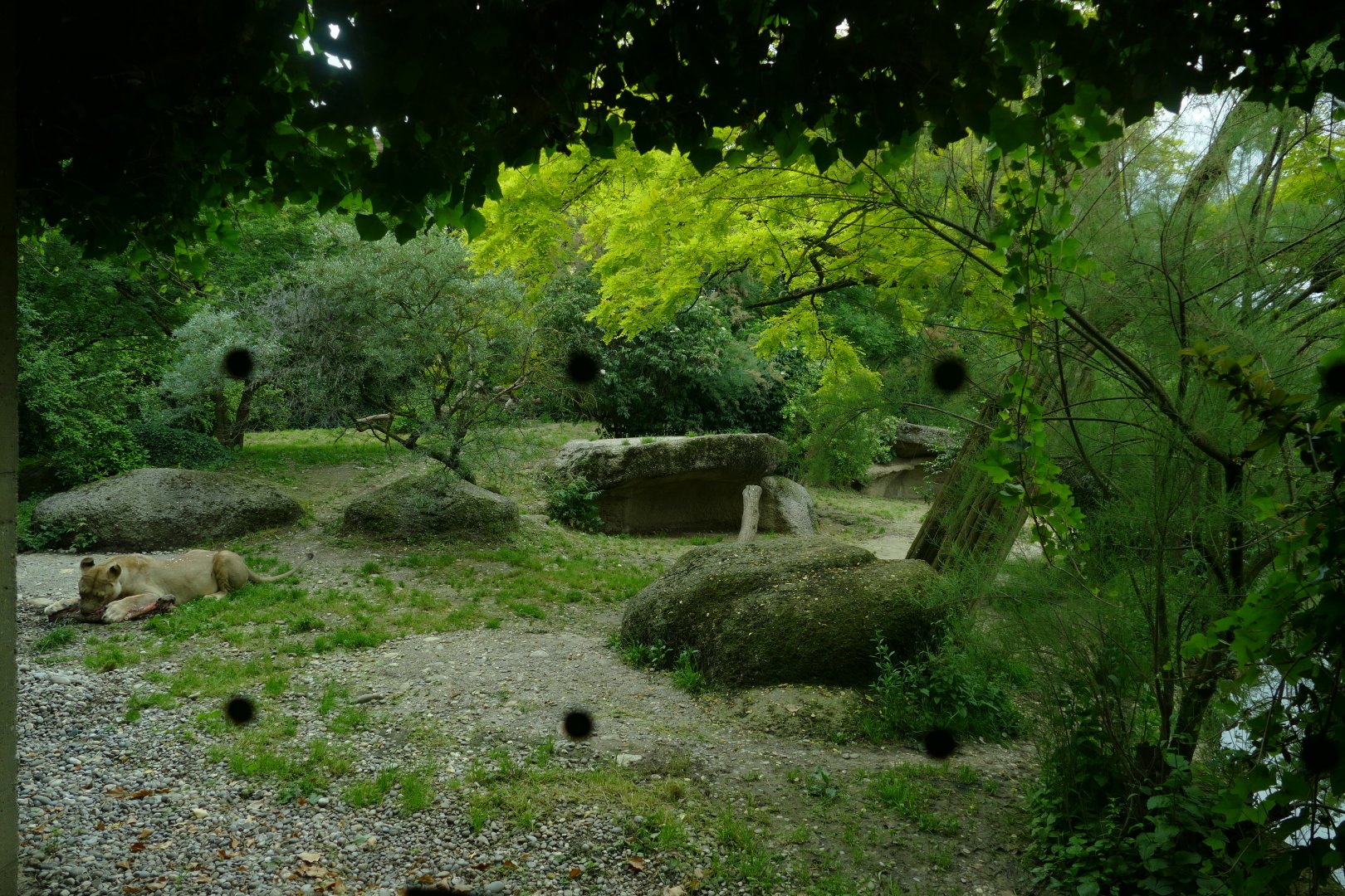 Gamgoas- Lion Enclosure