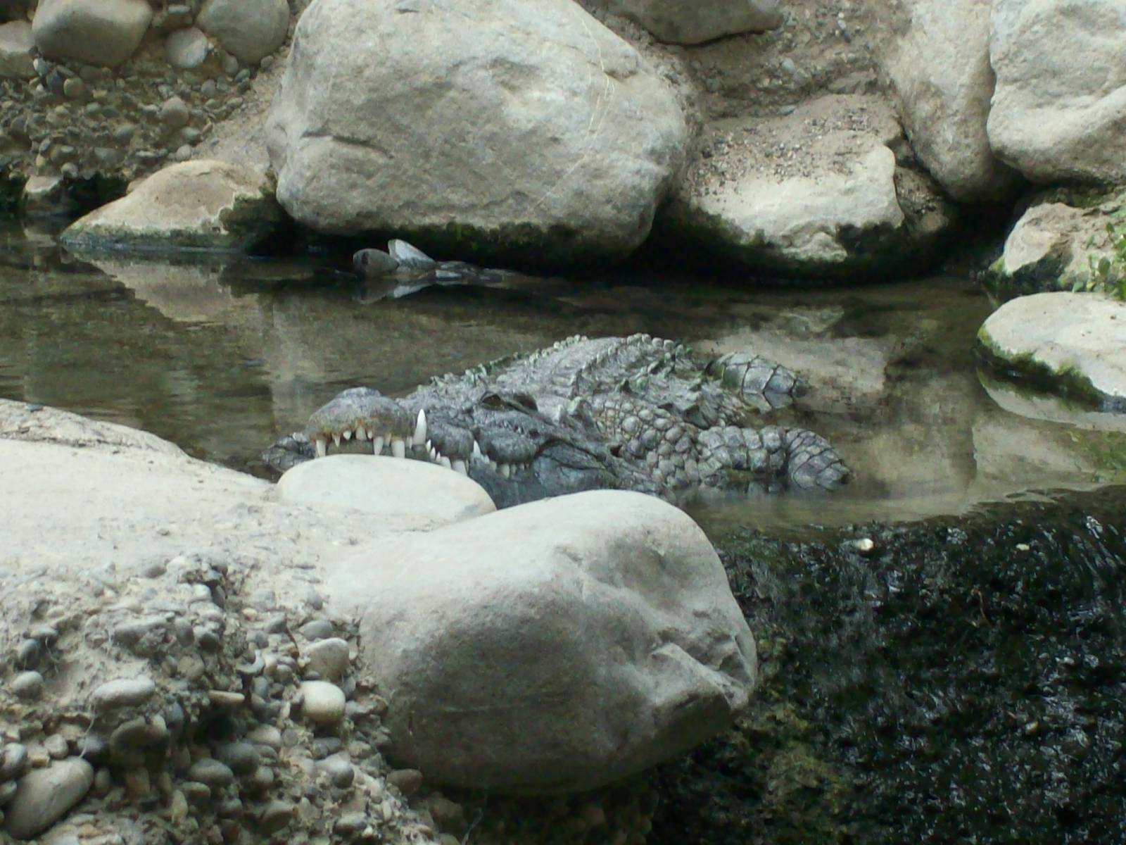 gamgoas-nile crocodile