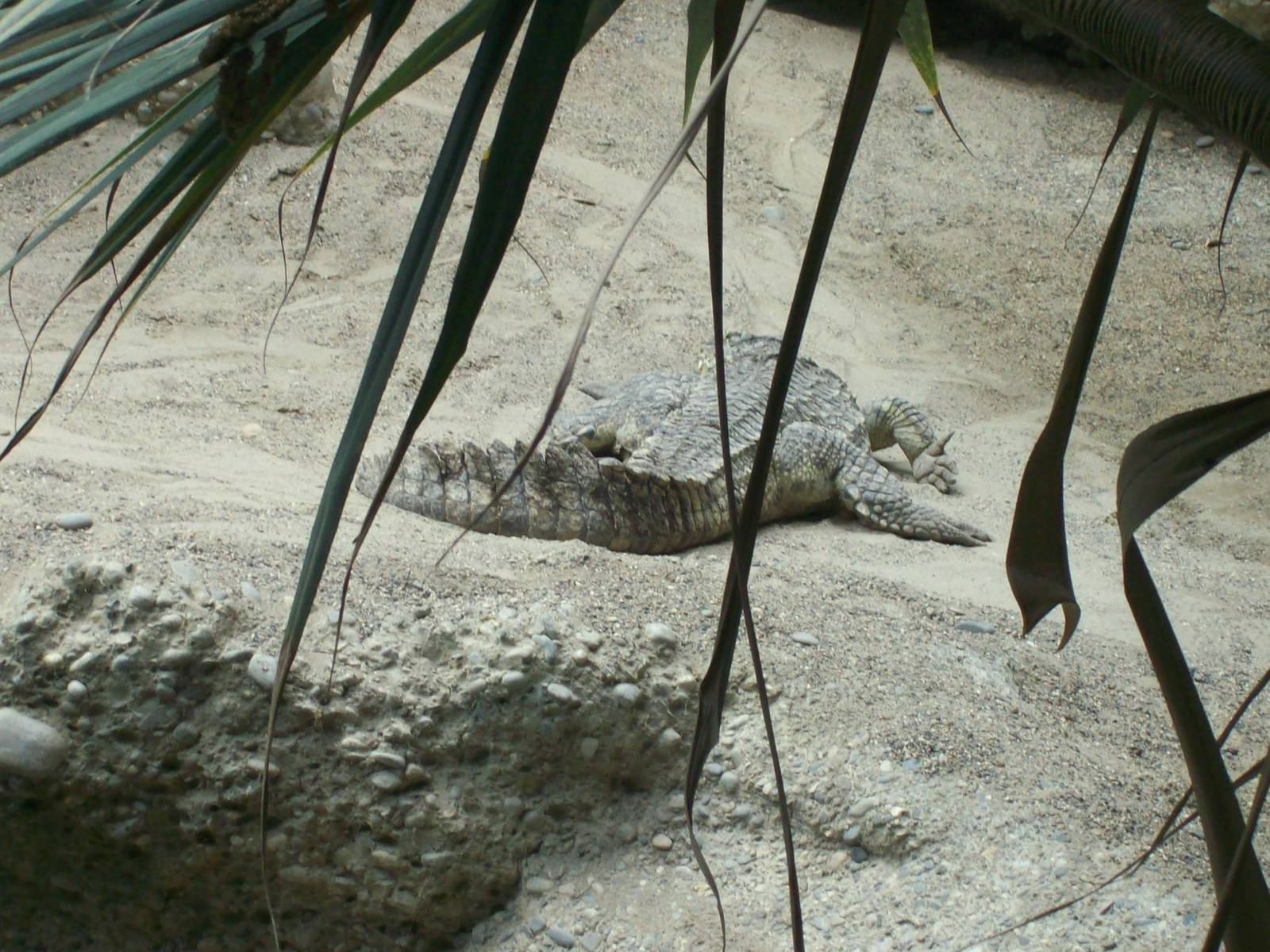 gamgoas- nile crocodile