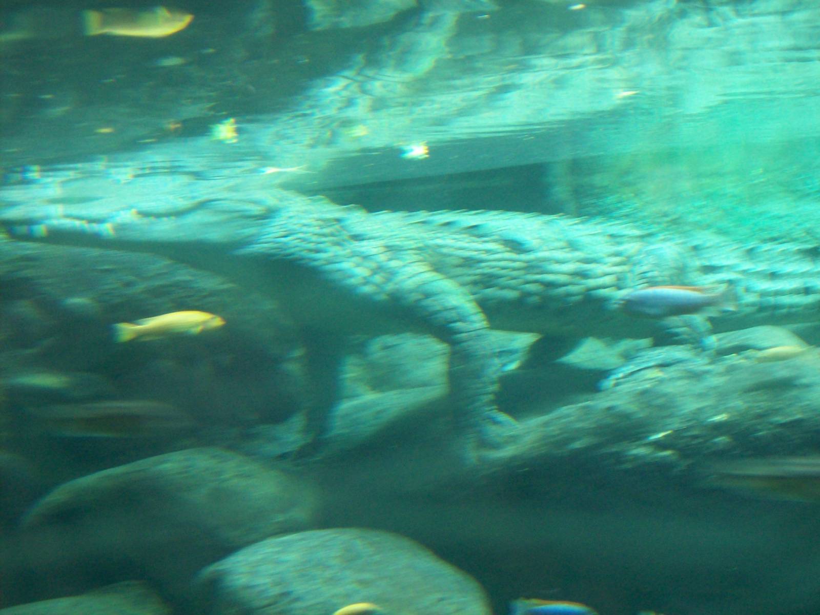gamgoas- nile crocodile