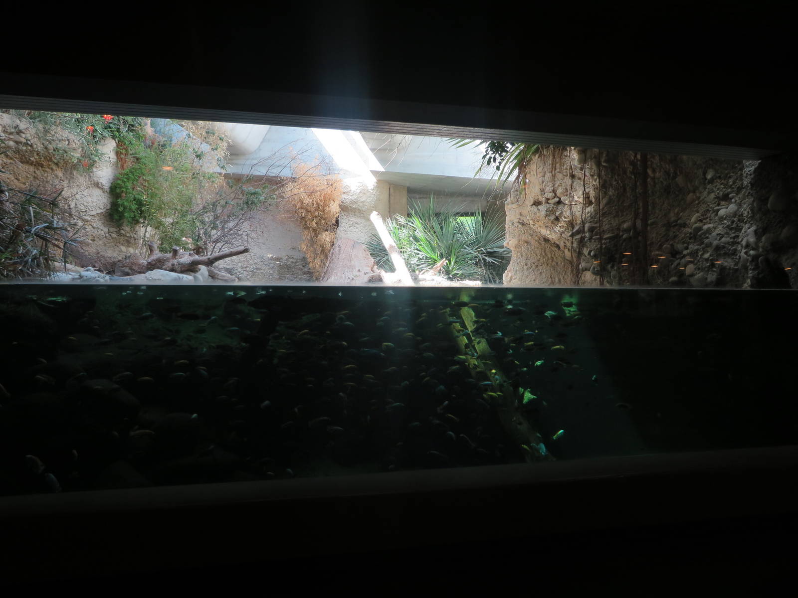 Gamgoas - underwater view