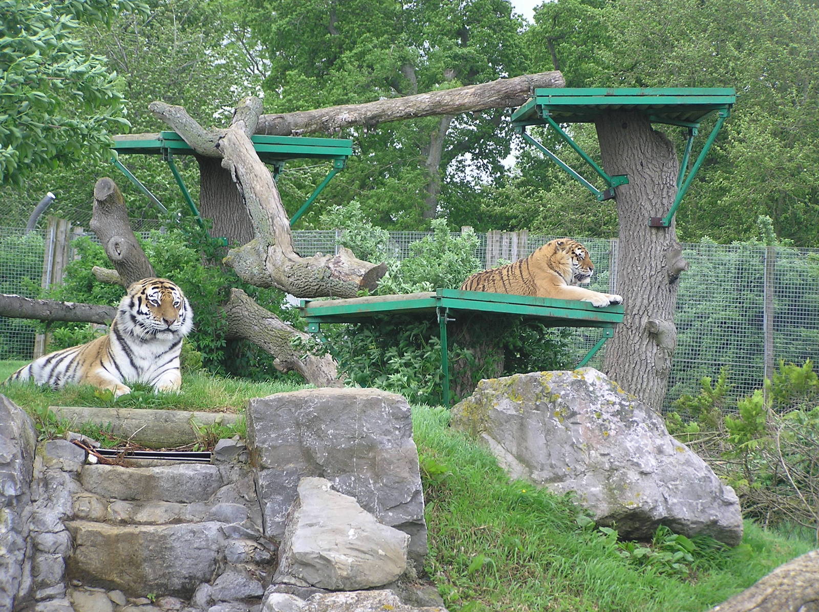 Gamin and Yenna the Amur Tigers