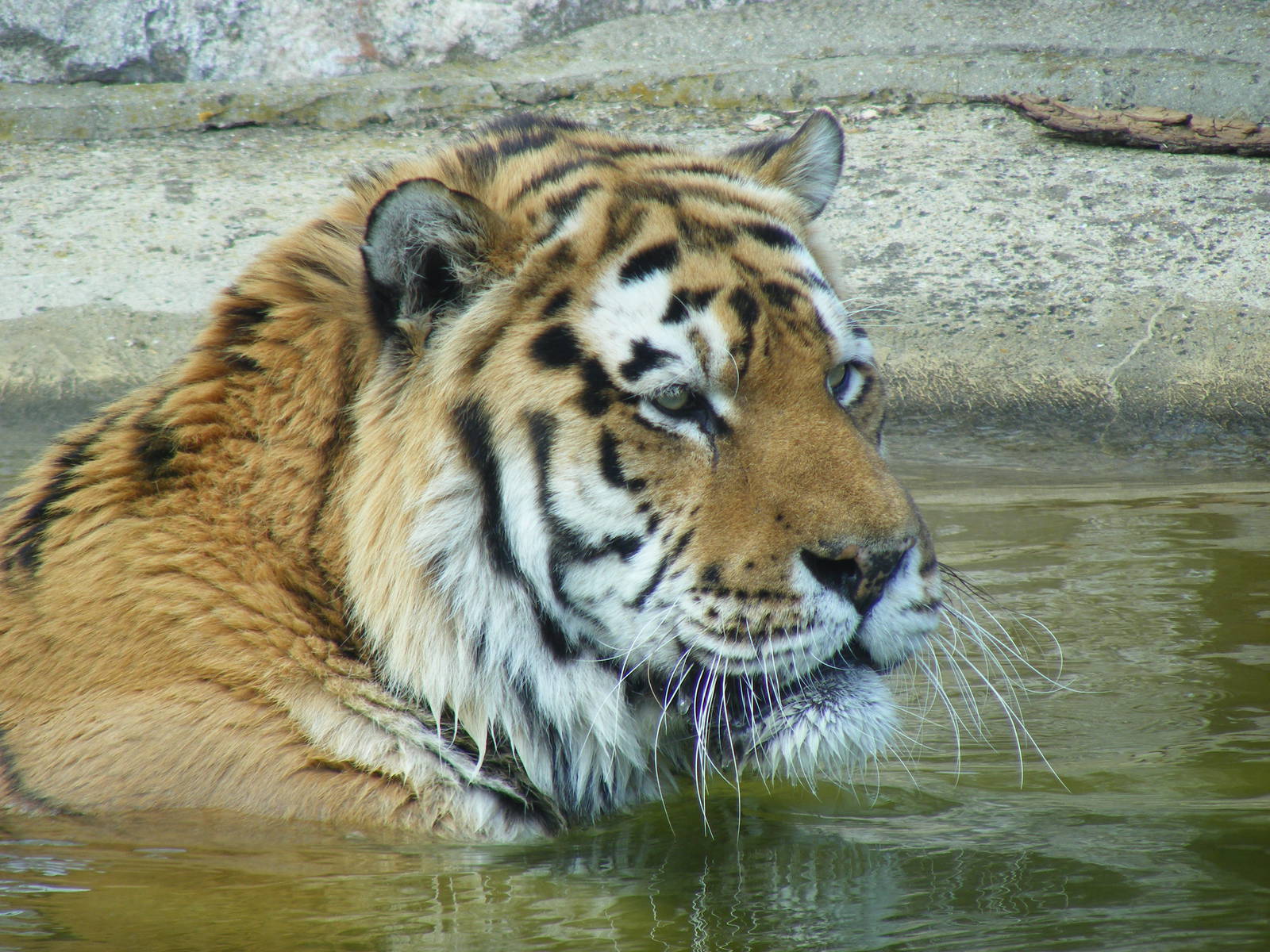 Gamin the Amur tiger taking a dip at Marwell Wildlife, 8 May 2011