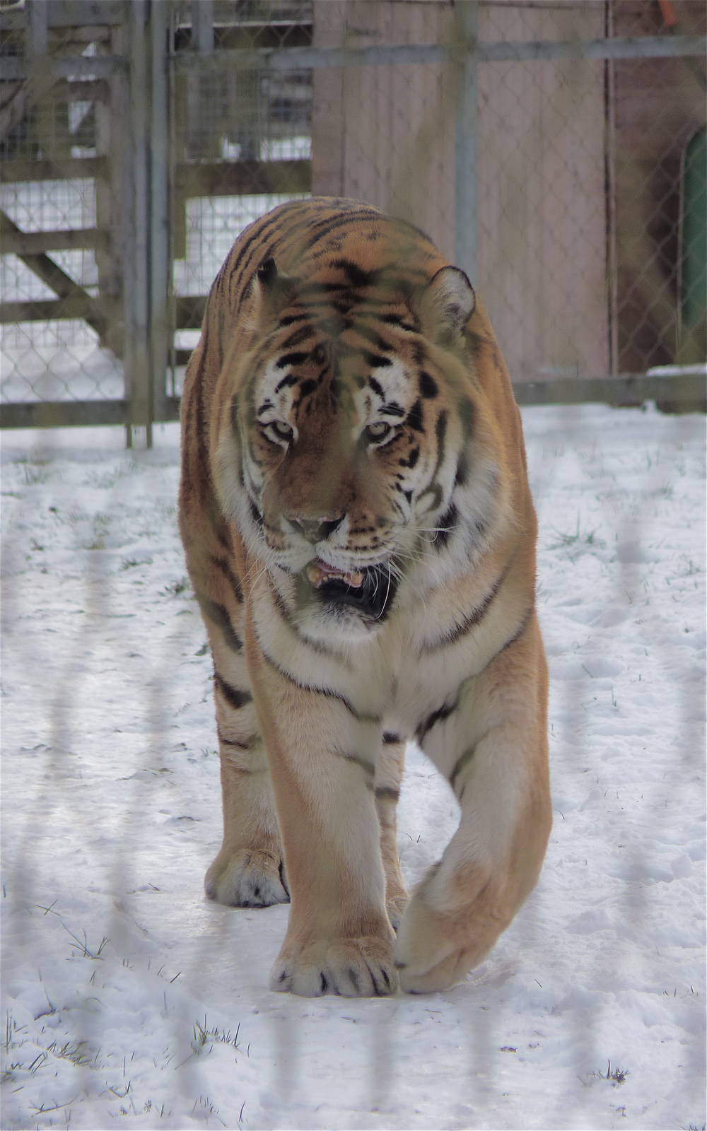 Gamin the Amur Tiger