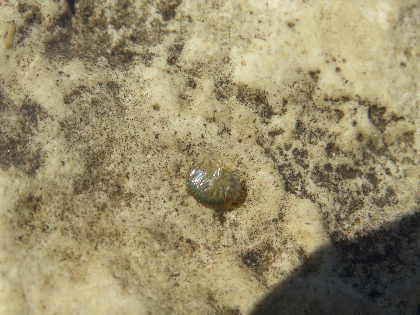 Gammarus fasciatus