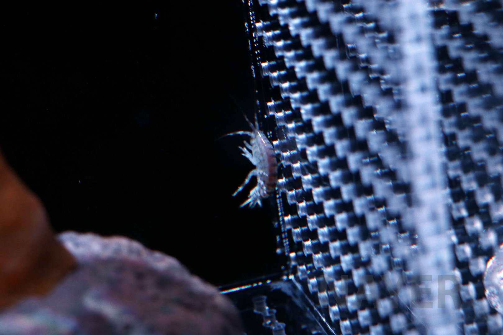 Gammarus wilkitzkii, October 2017