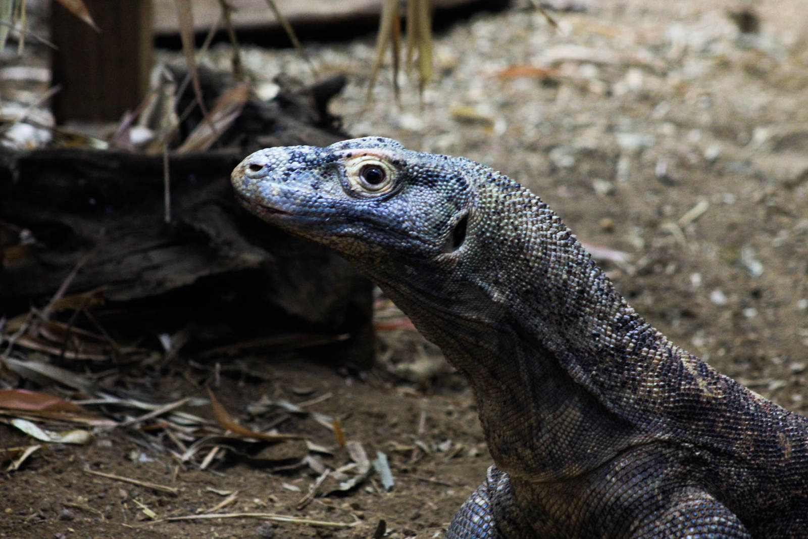 Ganas - Komodo dragon (Varanus komodoensis)