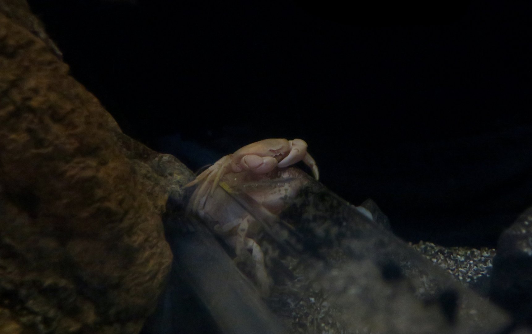 Gandalf Blind Crab (Gandalfus yunohana)