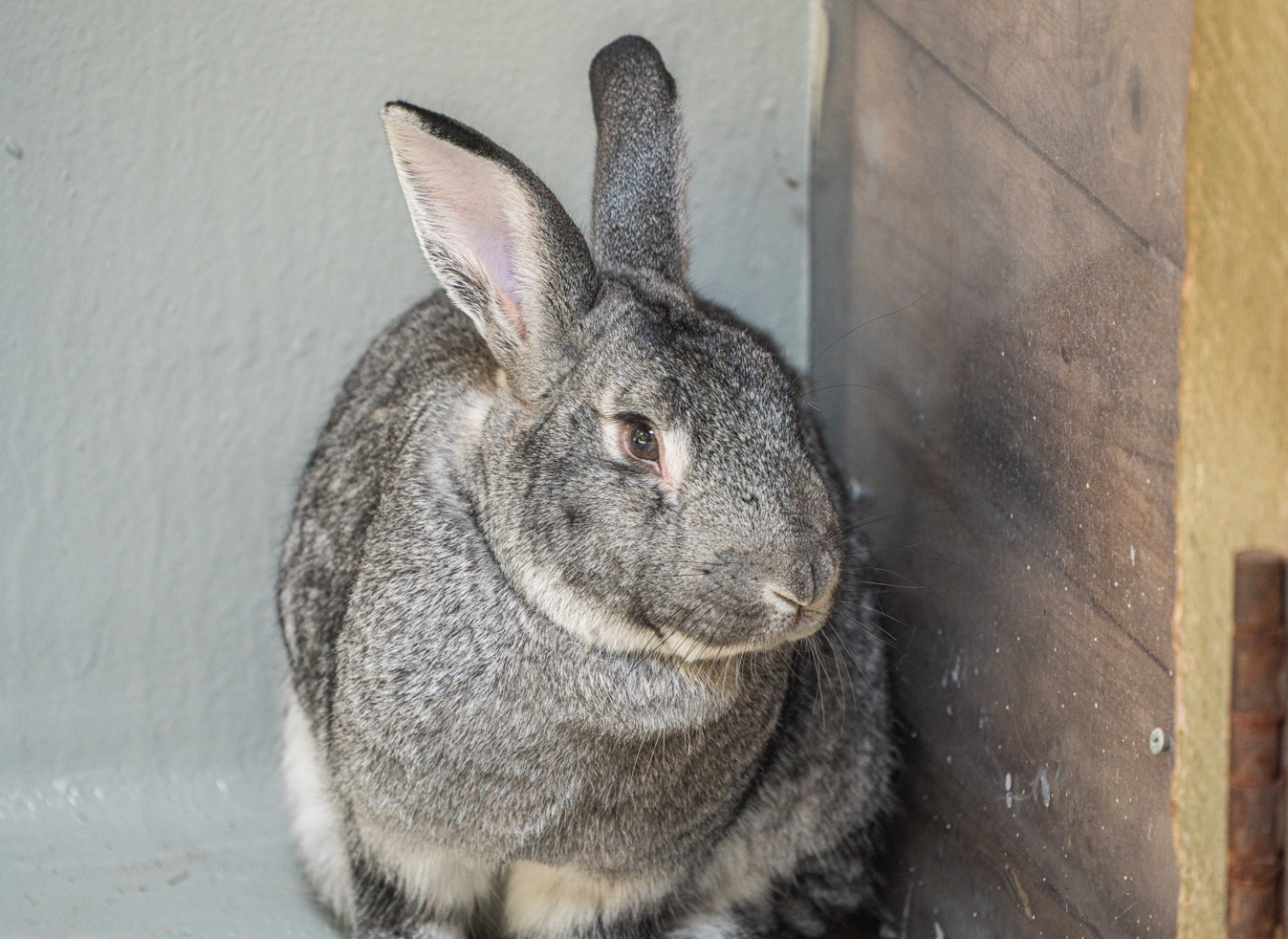 Gandalf the male Flemish Giant Rabbit