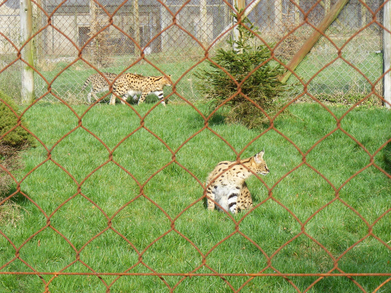 Gandalfson and Lecutus the servals at Marwell Zoo, 7 March 2009