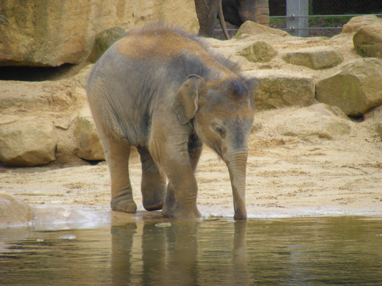 Ganesh Vijay the Asian elephant at Twycross Zoo, 29 August 2010