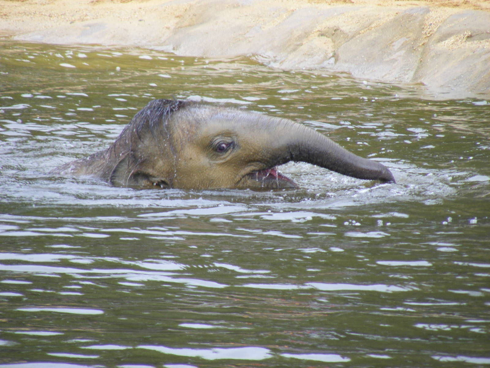 Ganesh Vijay the Asian elephant at Twycross Zoo, 29 August 2010