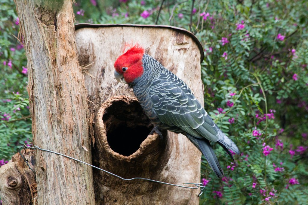 Gang-gang at nestlog
