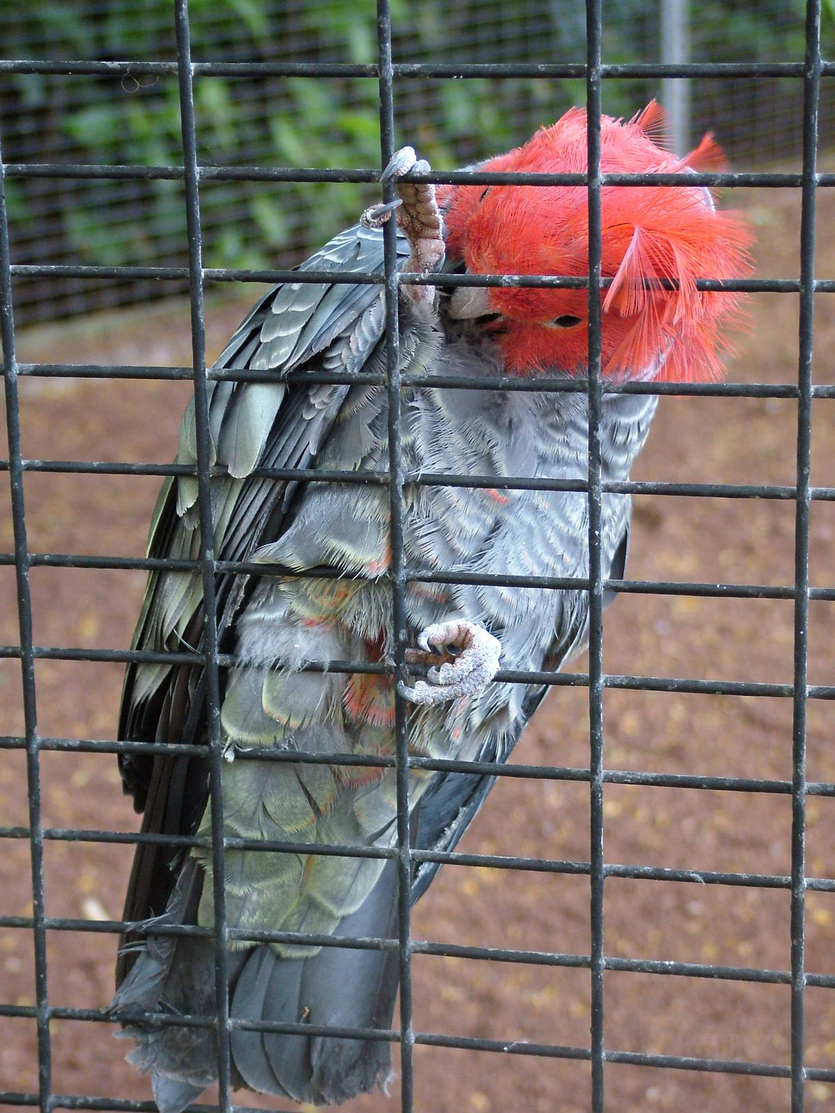 Gang-gang Cockatoo at Loro Parque, 08/11/10