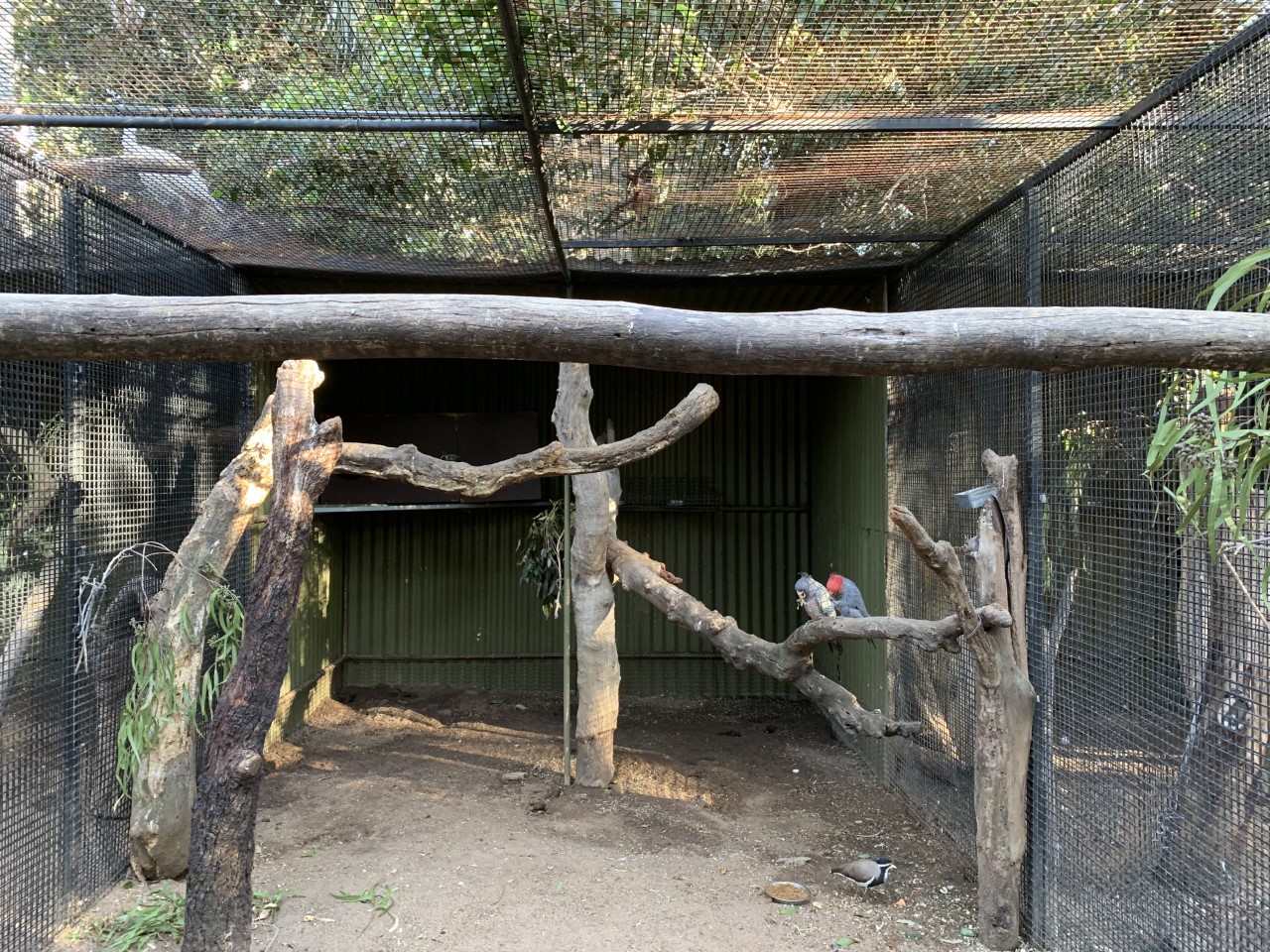 Gang-gang Cockatoo Aviary