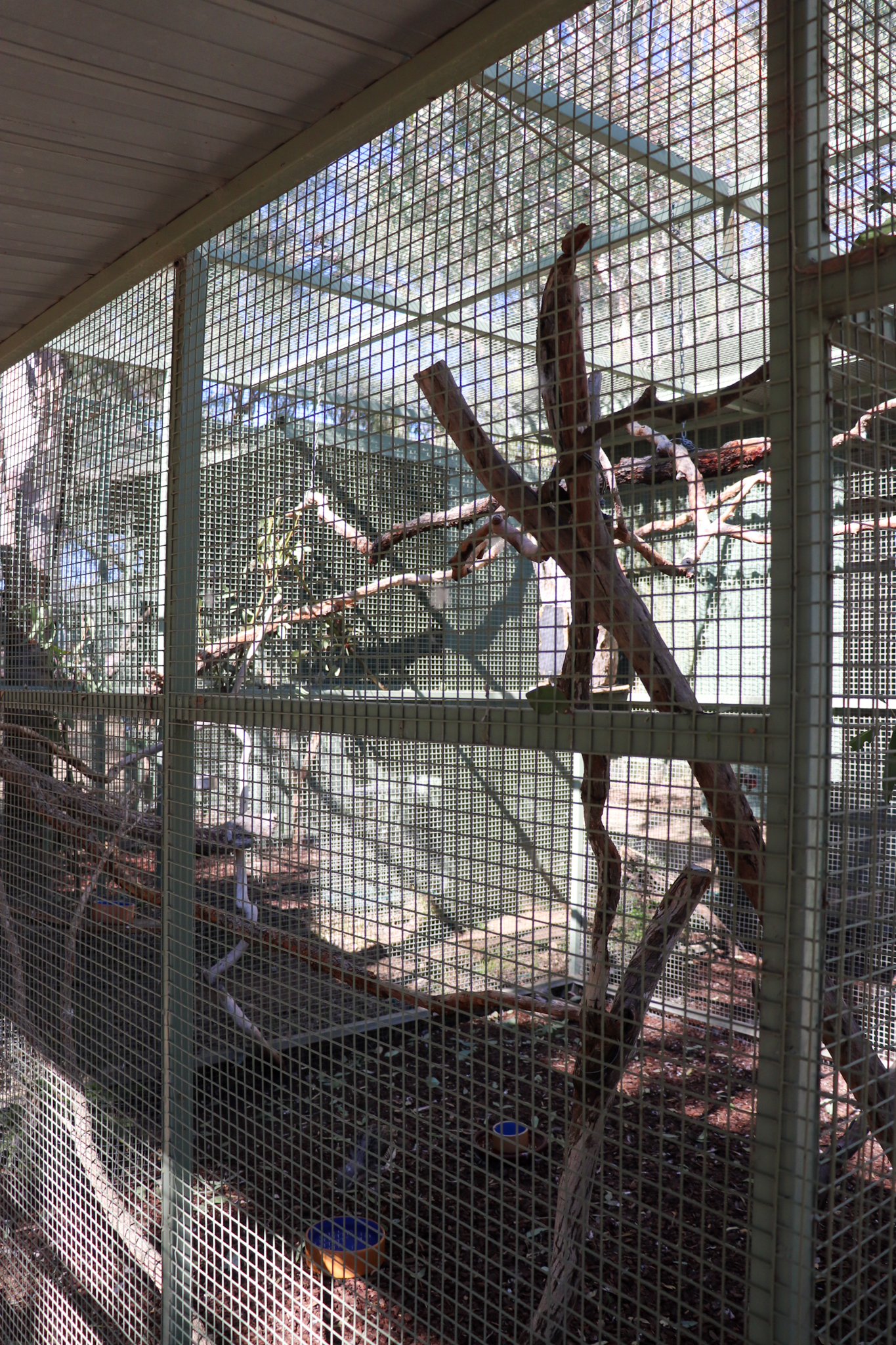 Gang-gang Cockatoo/Bush Stone Curlew Aviary