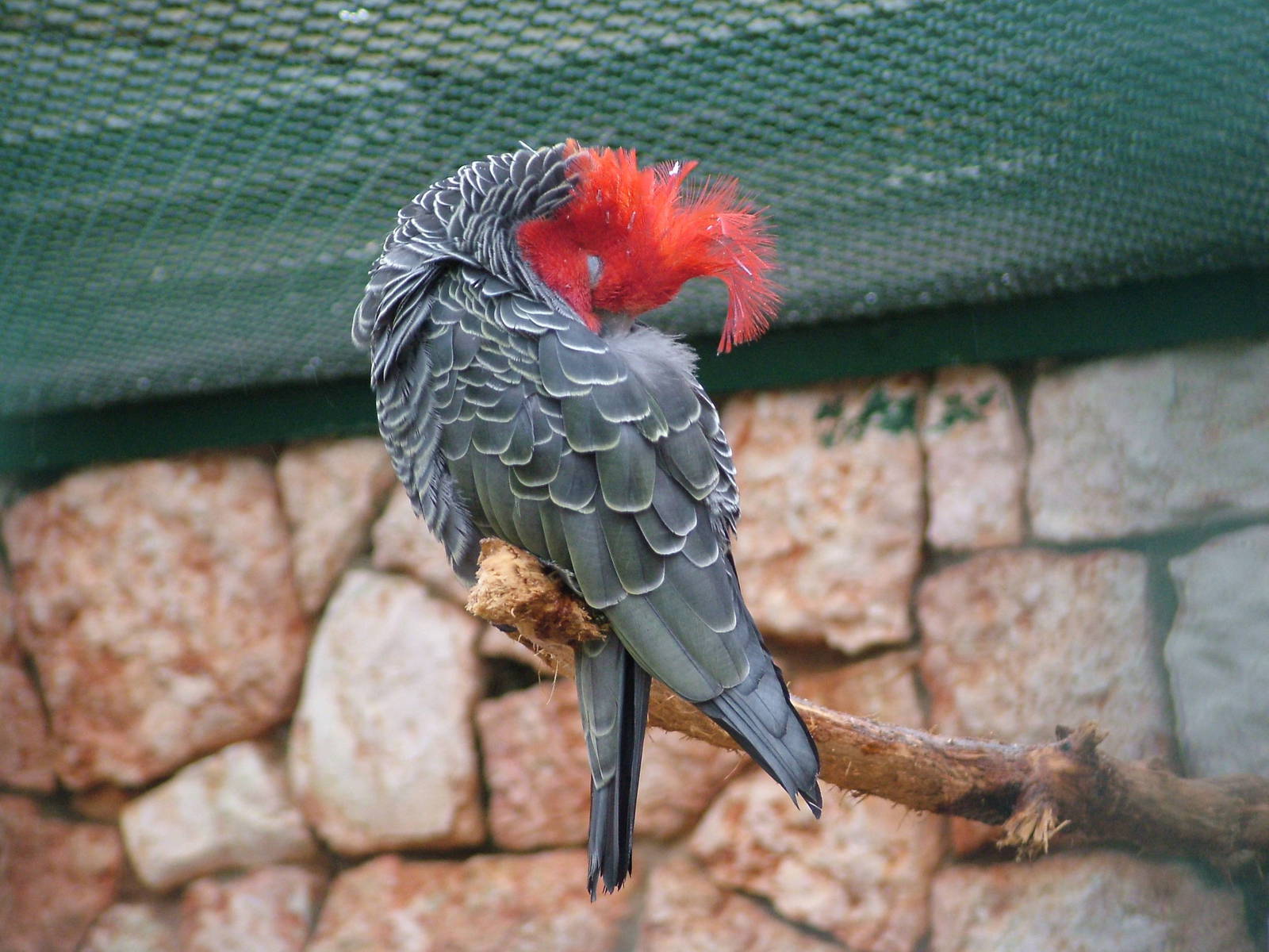 Gang-Gang Cockatoo (Callocephalon fimbriatum) at Walsrode