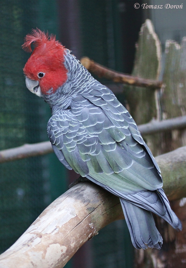 Gang-gang Cockatoo (Callocephalon fimbriatum)